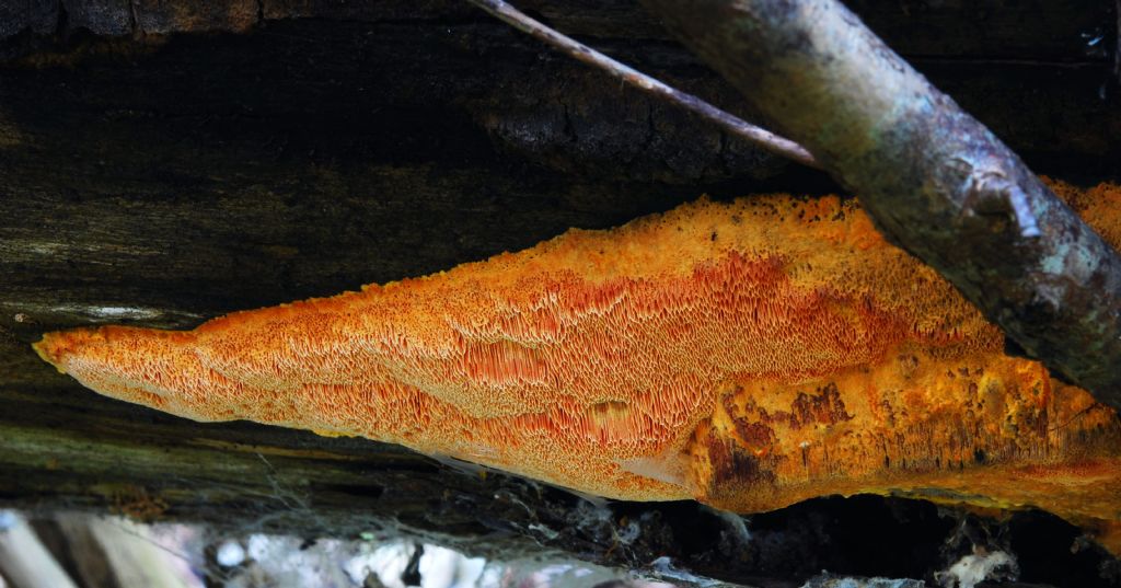 Auriporia aurulenta